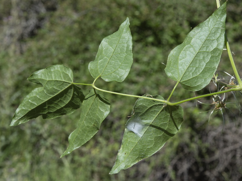 Clematis vitalba.21