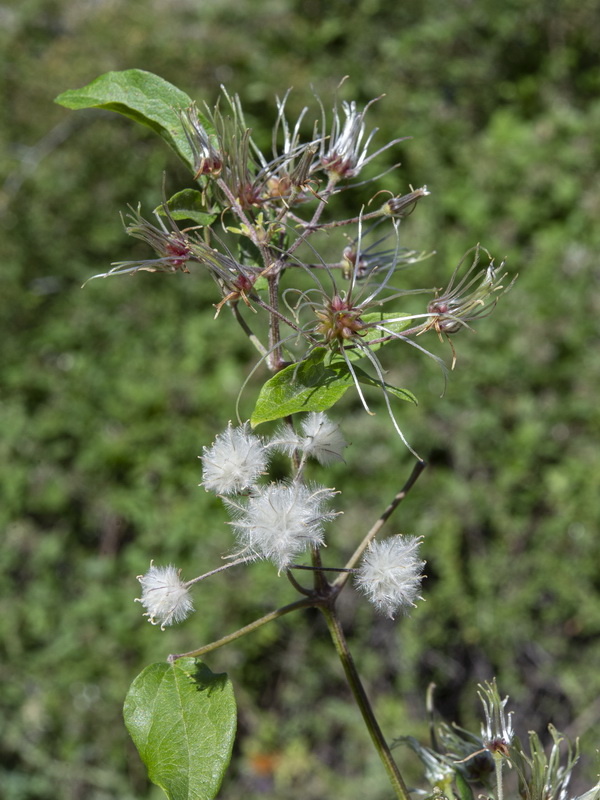 Clematis vitalba.22