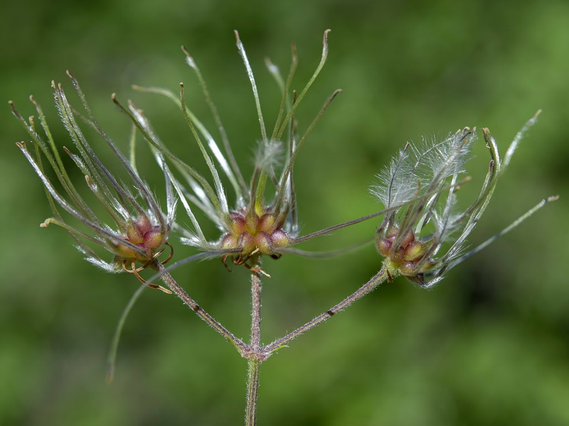 Clematis vitalba.23