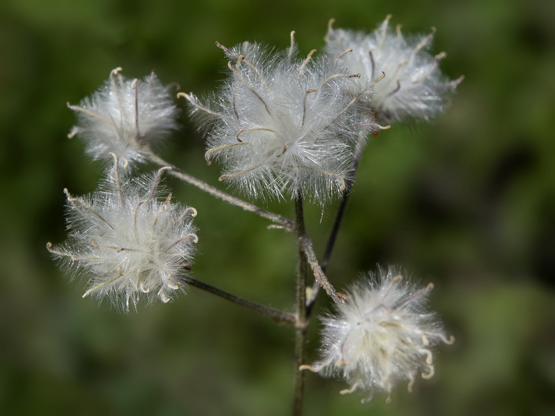 Clematis vitalba.24