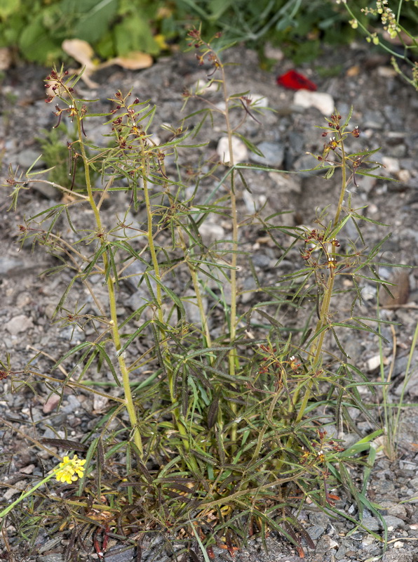 Cleome violacea.01