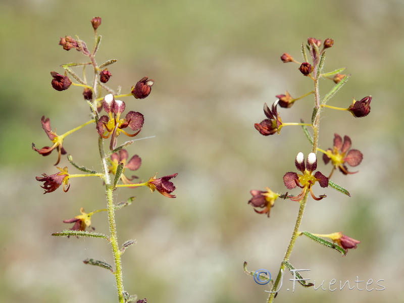 Cleome violacea.29