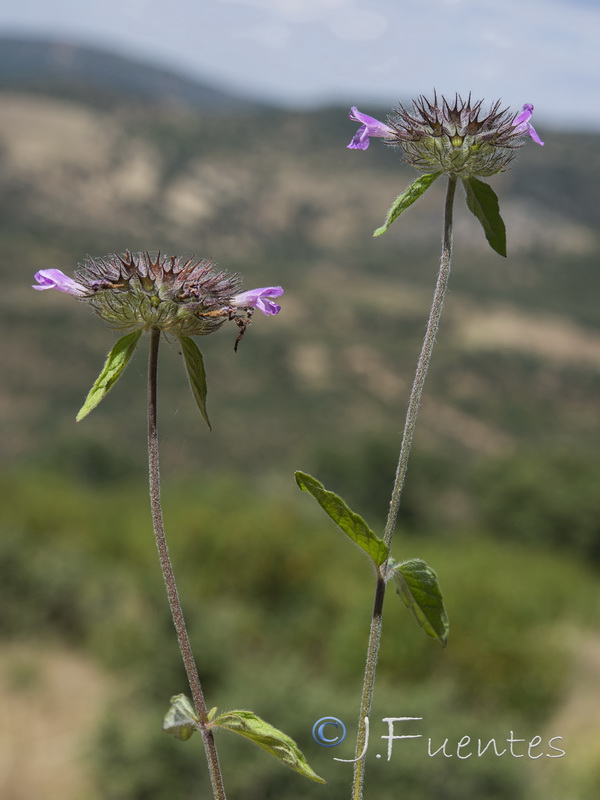 Clinopodium vulgare.01