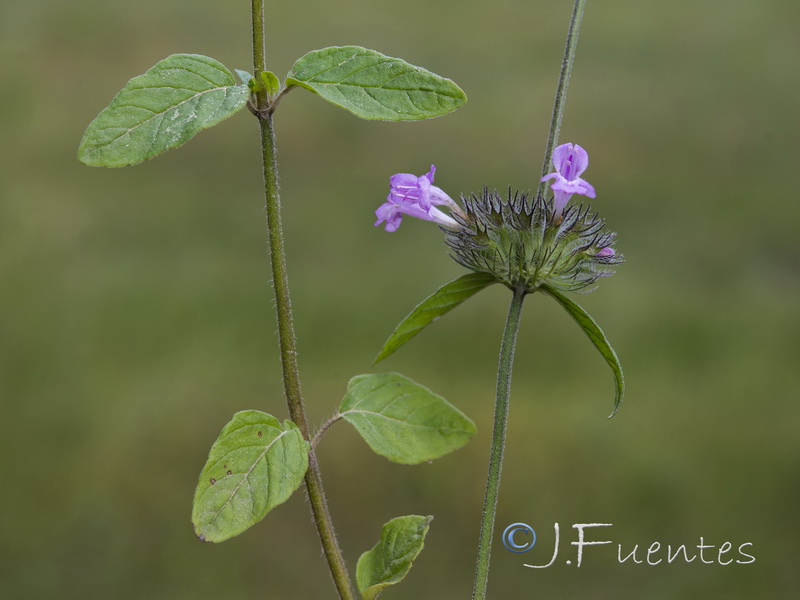 Clinopodium vulgare.02