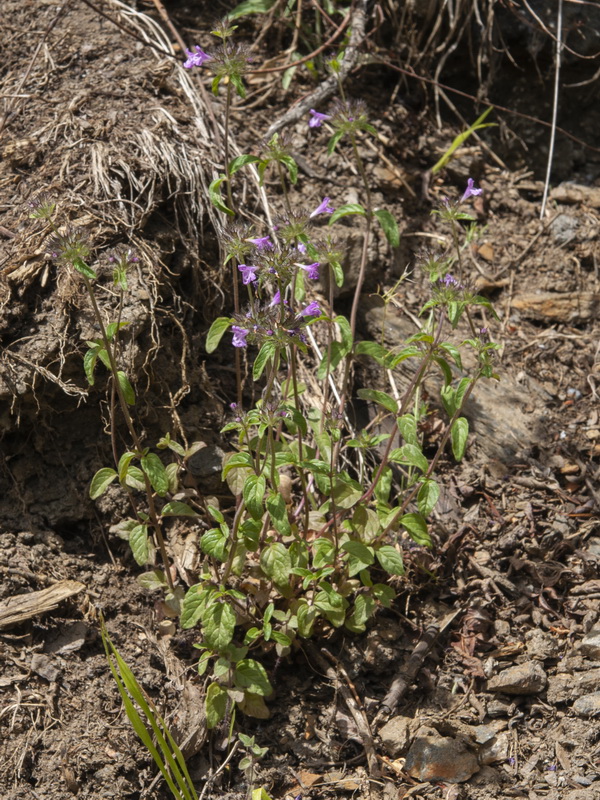 Clinopodium vulgare.03