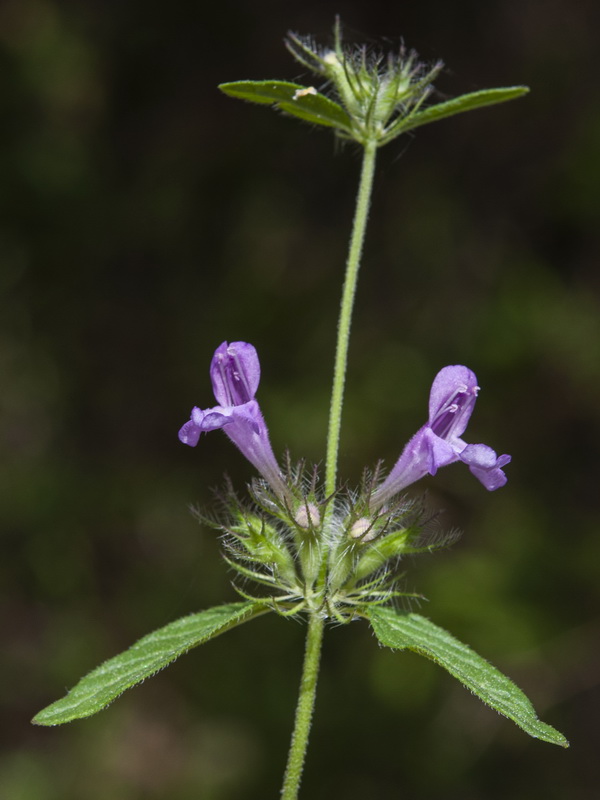 Clinopodium vulgare.10