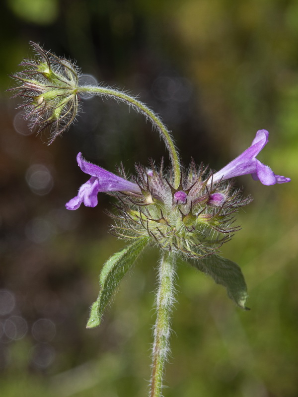 Clinopodium vulgare.13