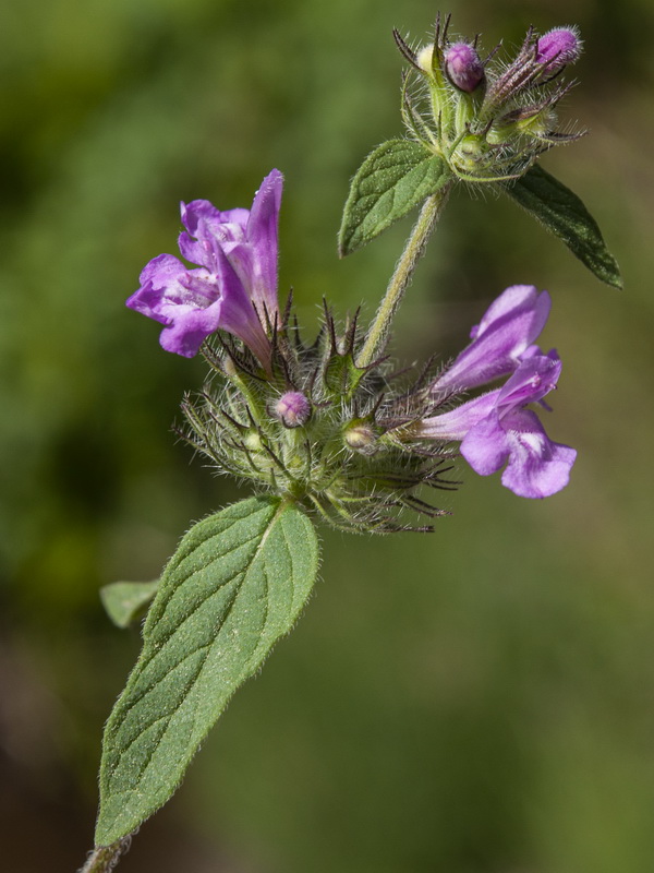 Clinopodium vulgare.14