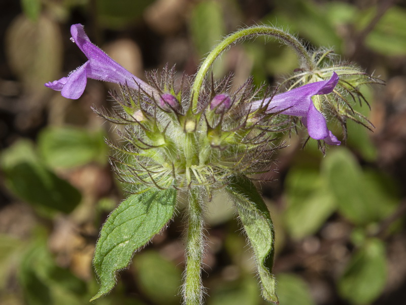 Clinopodium vulgare.15