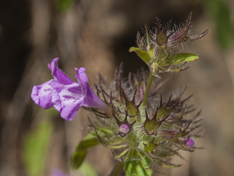 Clinopodium vulgare.16