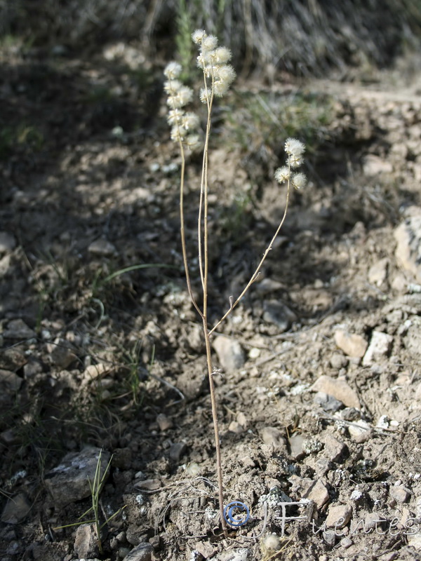 Clypeola eriocarpa.03