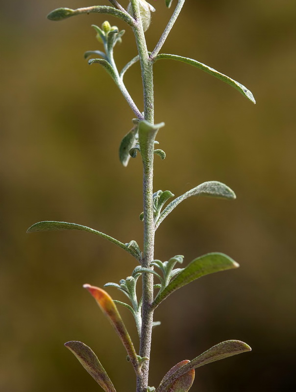 Clypeola eriocarpa.06
