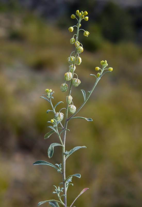 Clypeola eriocarpa.09