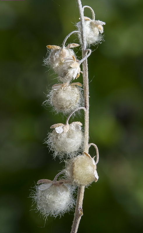 Clypeola eriocarpa.12