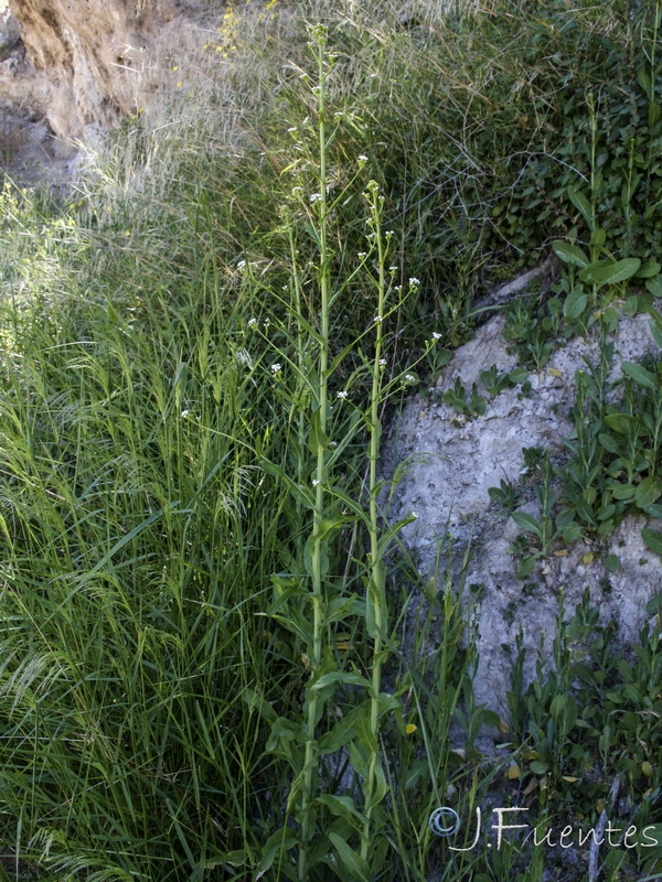 Cochlearia glastifolia.01