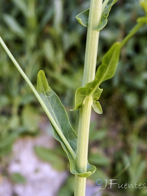 Cochlearia glastifolia.02