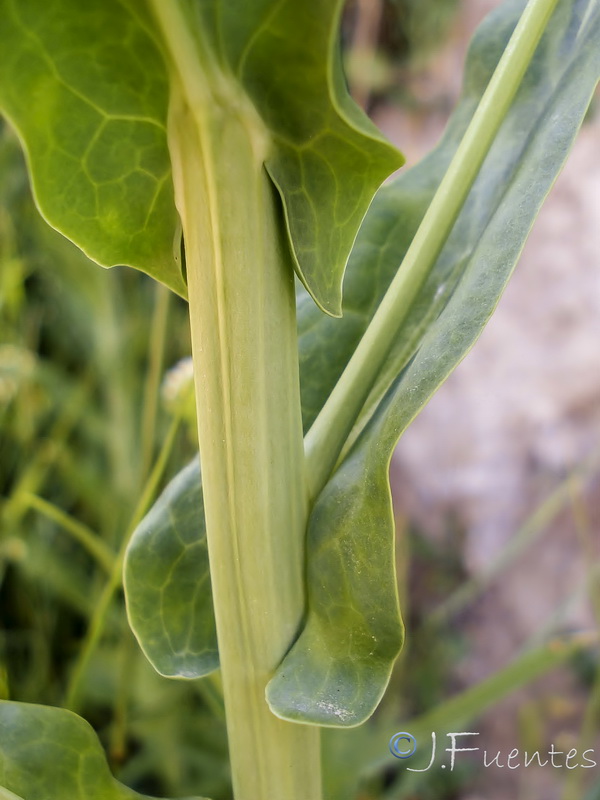 Cochlearia glastifolia.03