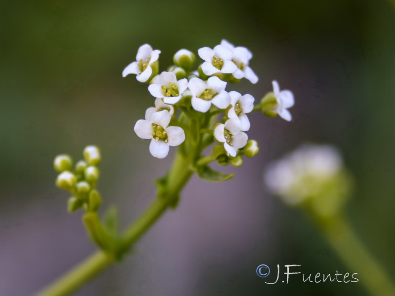 Cochlearia glastifolia.05