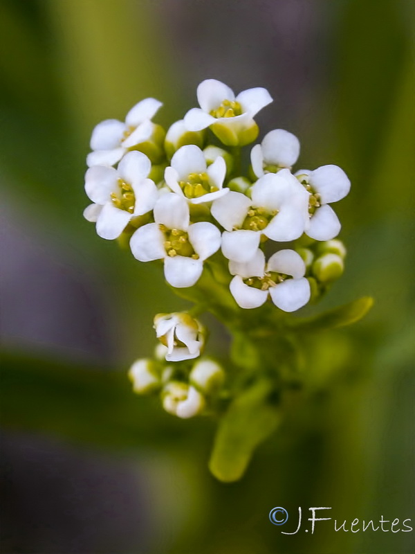 Cochlearia glastifolia.08