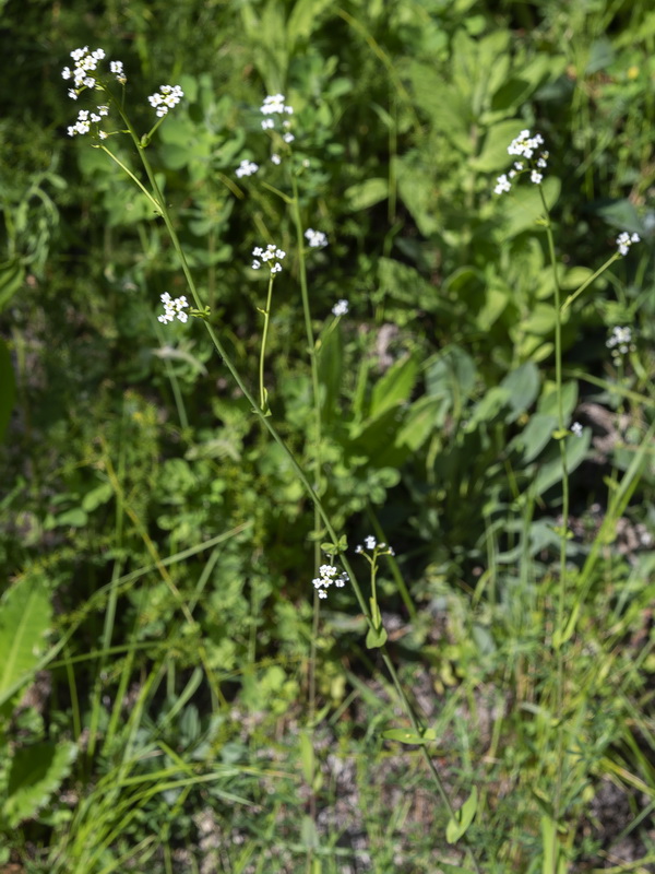 Cochlearia glastifolia.10