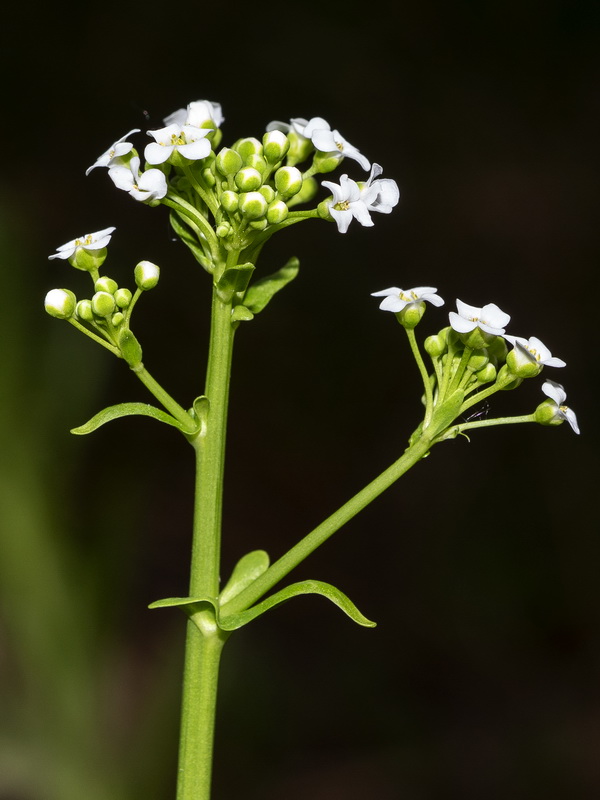 Cochlearia glastifolia.22