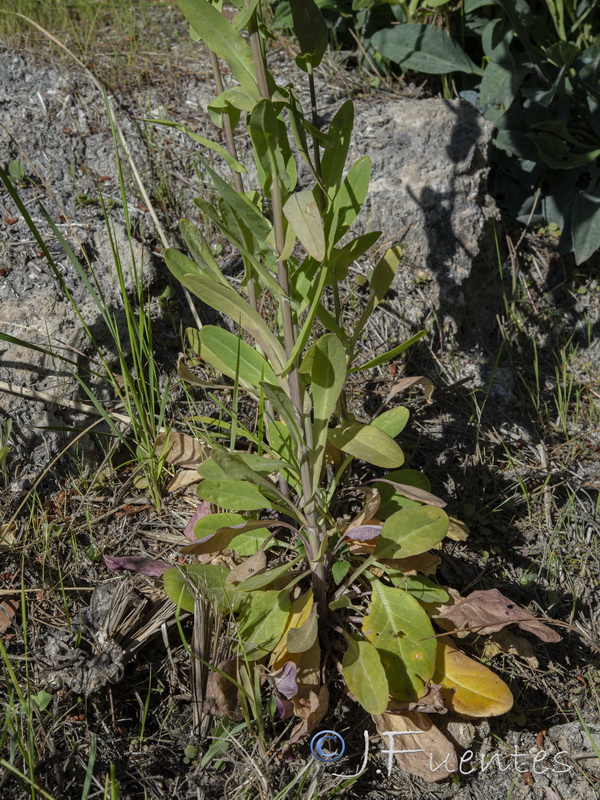 Cochlearia glastifolia.34