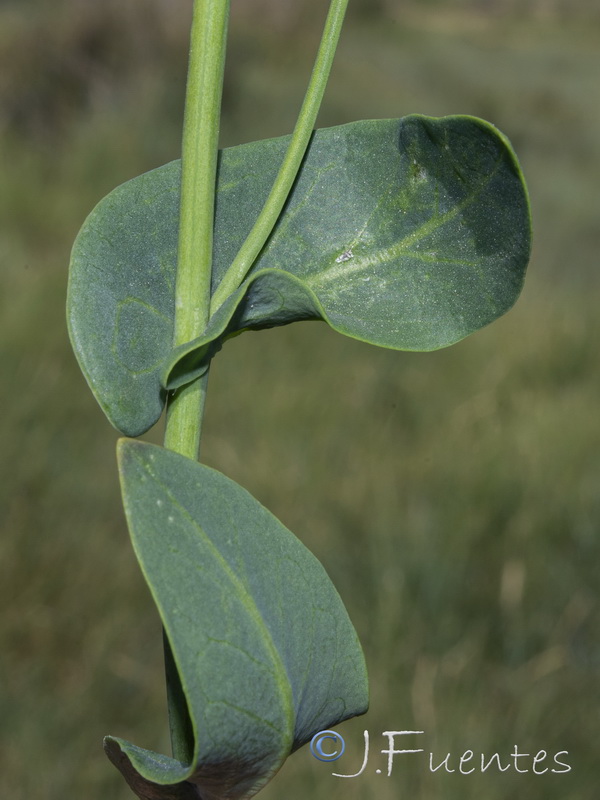 Cochlearia glastifolia.36