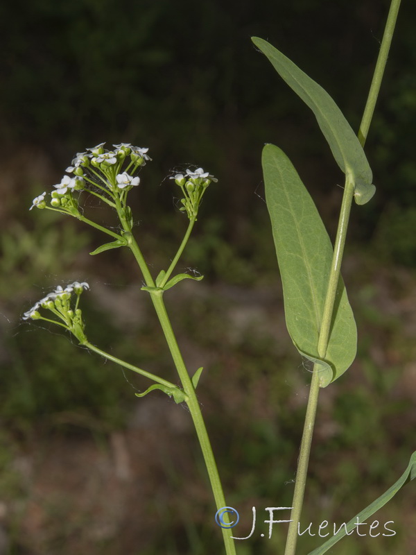 Cochlearia glastifolia.37