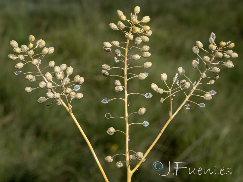 Cochlearia glastifolia.41