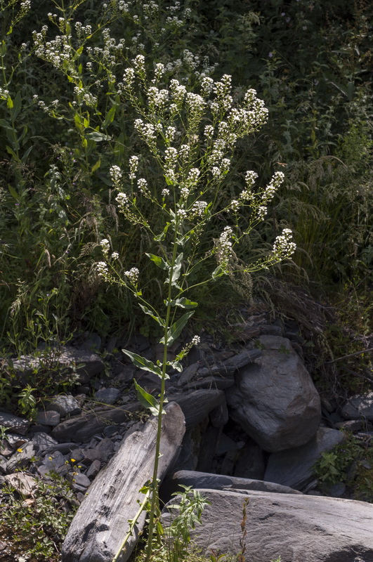 Cochlearia megalosperma.02