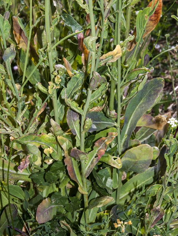 Cochlearia megalosperma.04