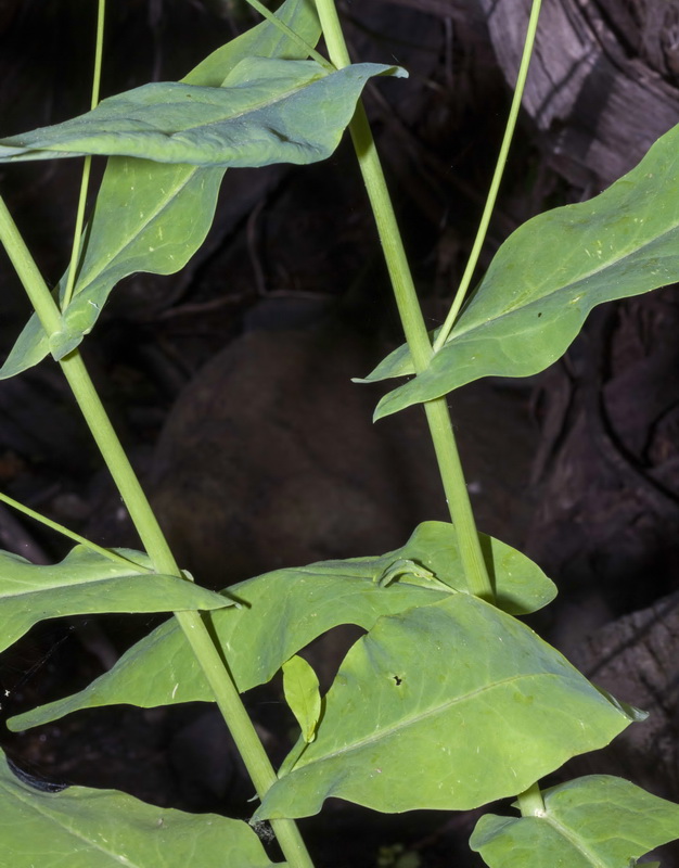 Cochlearia megalosperma.06