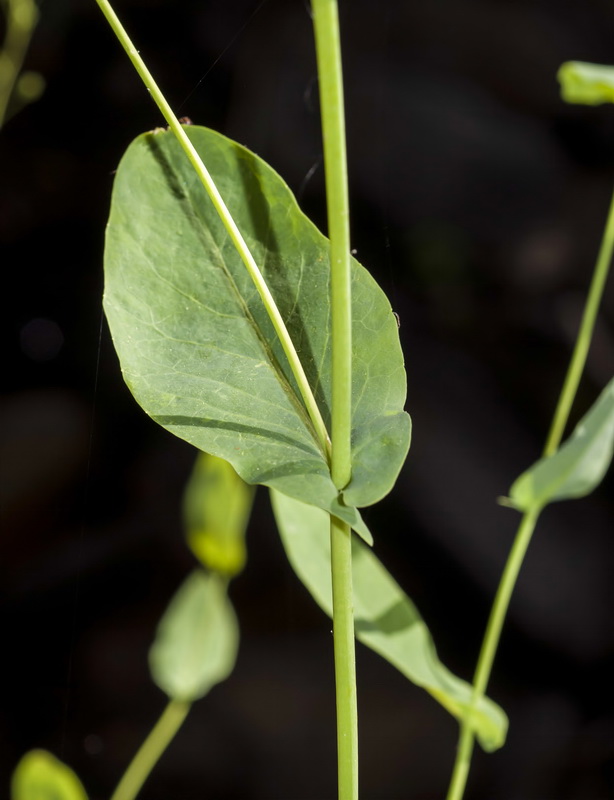 Cochlearia megalosperma.07