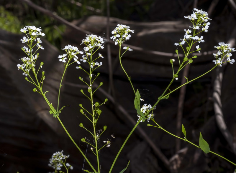 Cochlearia megalosperma.08