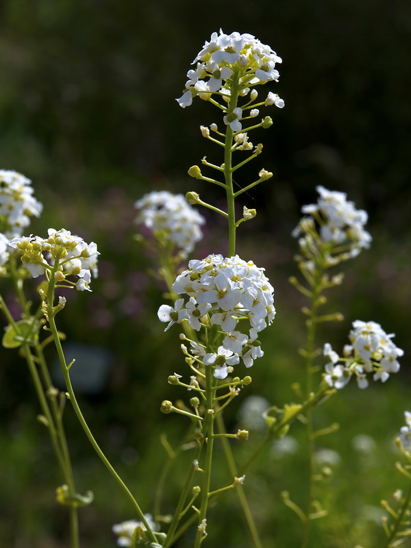 Cochlearia megalosperma.09