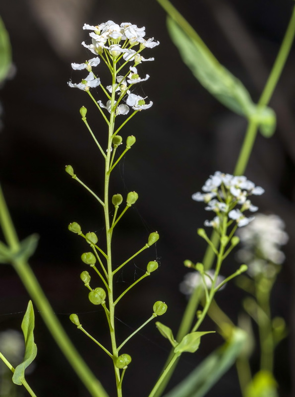 Cochlearia megalosperma.11