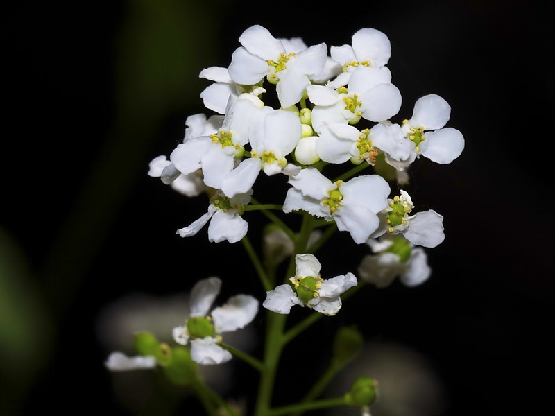 Cochlearia megalosperma.13