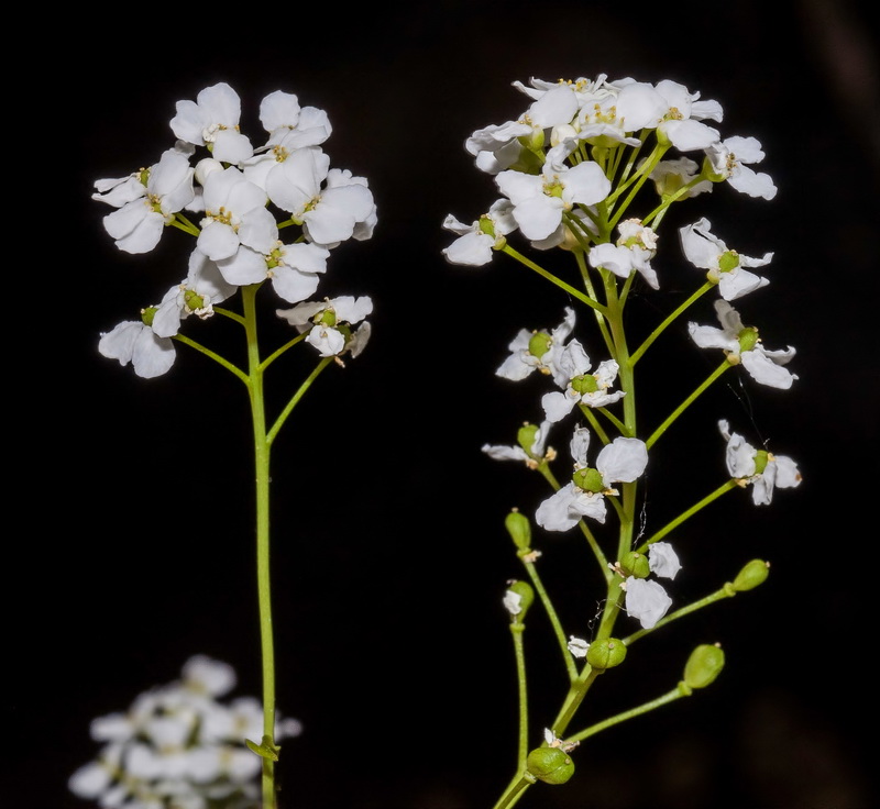 Cochlearia megalosperma.14