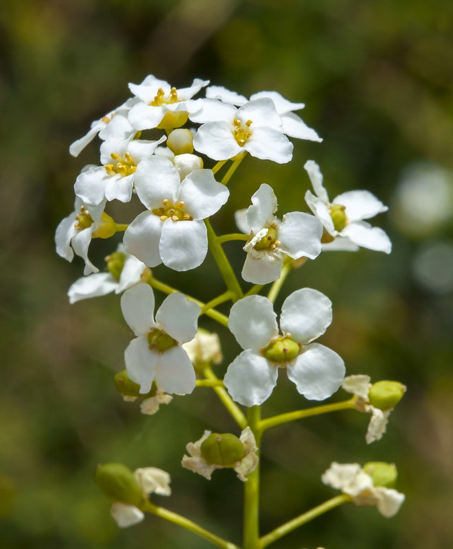 Cochlearia megalosperma.15