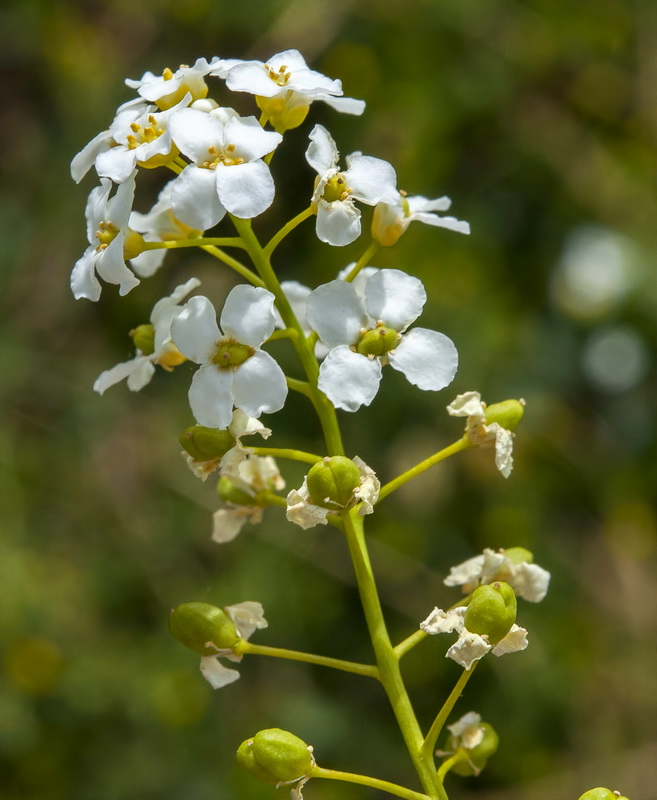 Cochlearia megalosperma.16