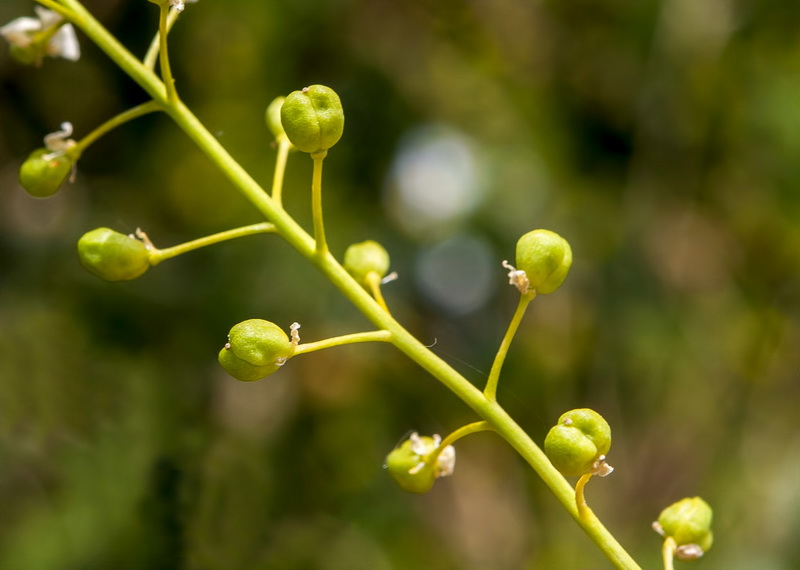 Cochlearia megalosperma.17