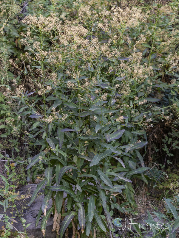 Cochlearia megalosperma.20