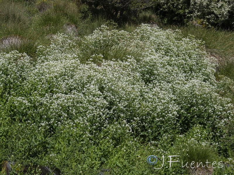 Cochlearia megalosperma.24