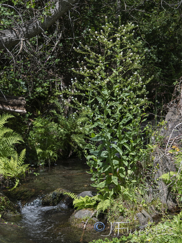 Cochlearia megalosperma.01