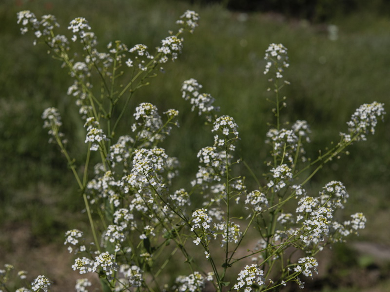 Cochlearia megalosperma.36