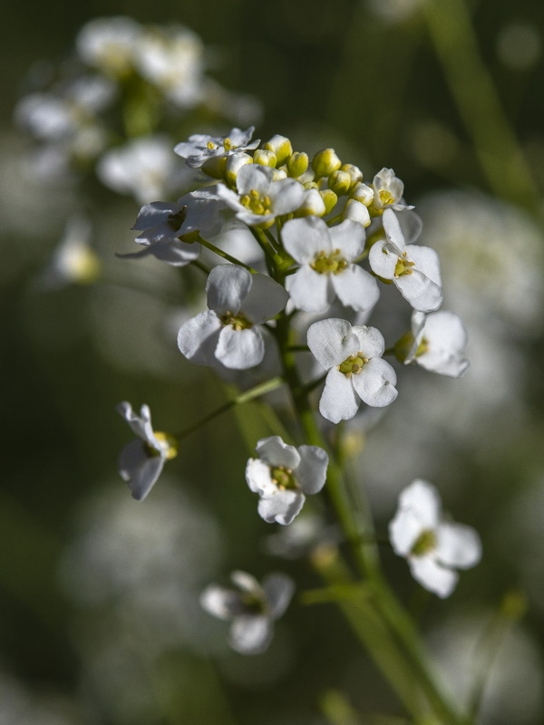 Cochlearia megalosperma.39