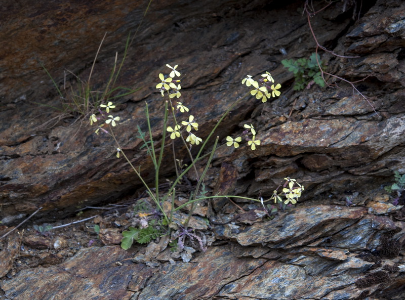 Coincya monensis cheiranthos.01
