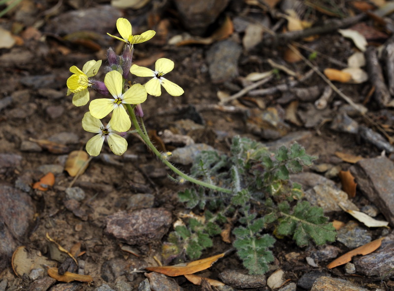 Coincya monensis cheiranthos.02