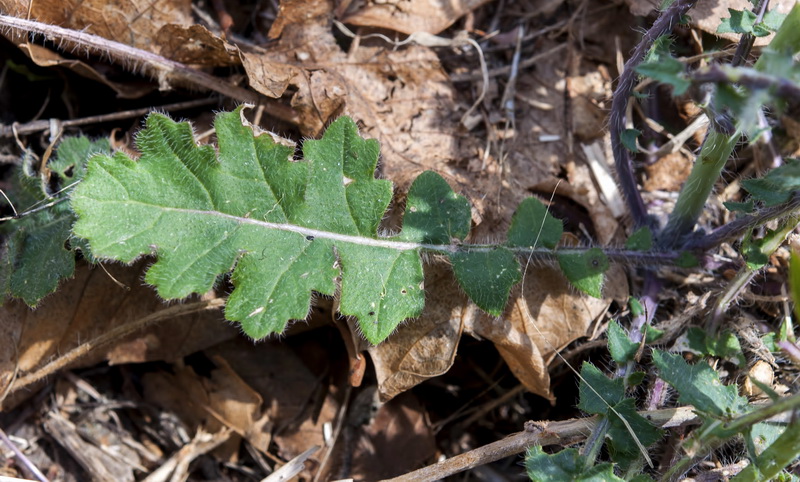 Coincya monensis cheiranthos.04