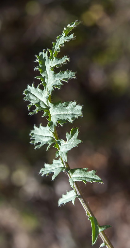Coincya monensis cheiranthos.05